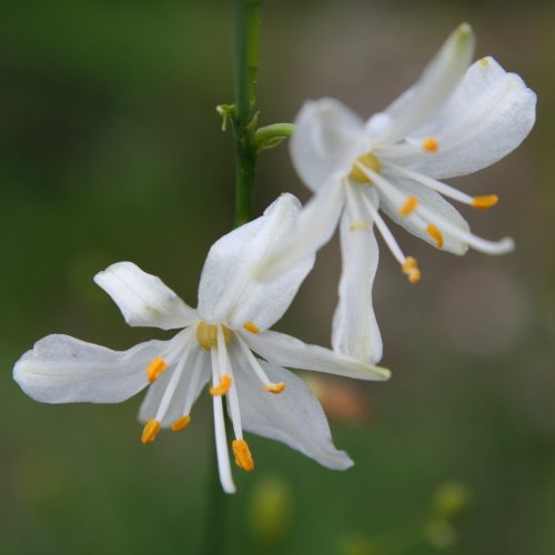 Ästige Graslilie / Anthericum ramosum