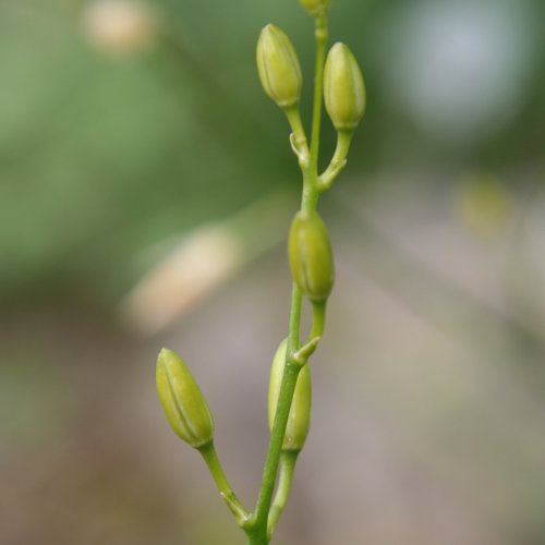 Ästige Graslilie / Anthericum ramosum