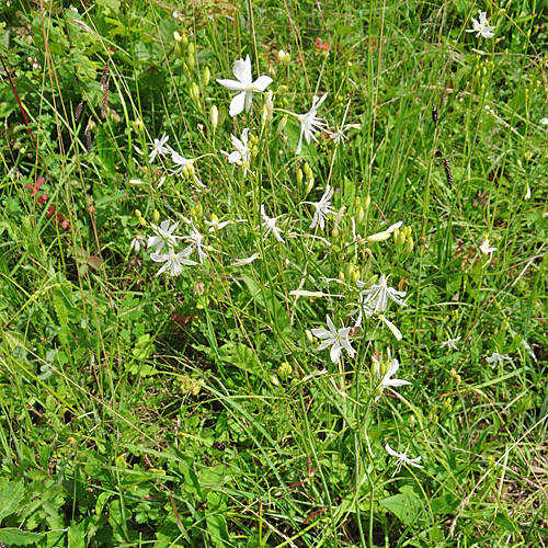 Ästige Graslilie / Anthericum ramosum