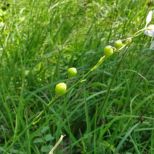 Ästige Graslilie / Anthericum ramosum