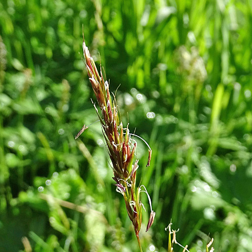 Alpen-Ruchgras / Anthoxanthum alpinum