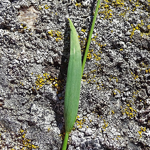 Alpen-Ruchgras / Anthoxanthum alpinum