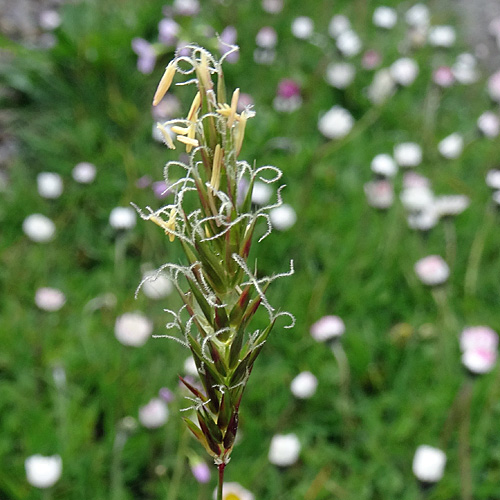 Duftendes Ruchgras / Anthoxanthum odoratum