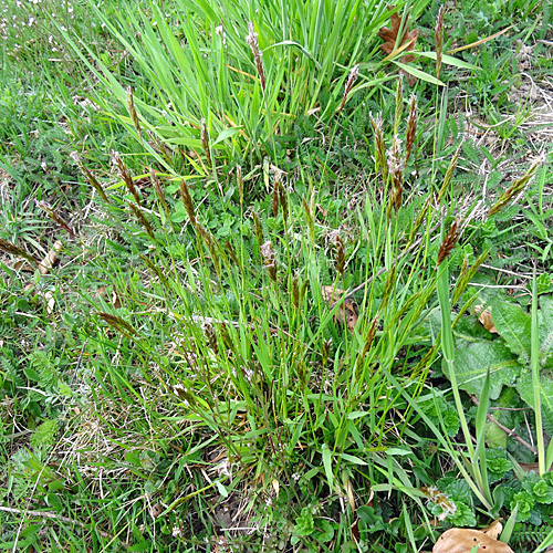 Duftendes Ruchgras / Anthoxanthum odoratum