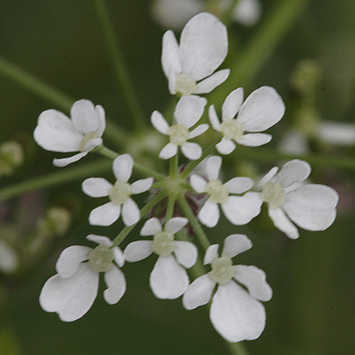 Wiesen-Kerbel / Anthriscus sylvestris