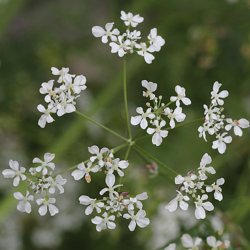 Wiesen-Kerbel / Anthriscus sylvestris