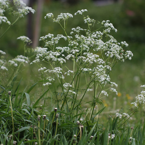 Wiesen-Kerbel / Anthriscus sylvestris