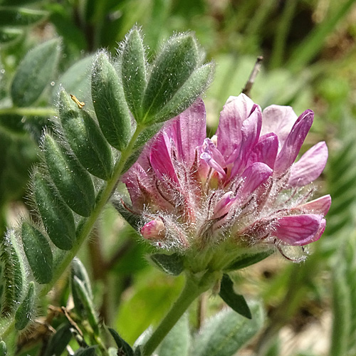 Berg-Wundklee / Anthyllis montana