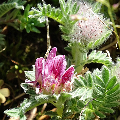 Berg-Wundklee / Anthyllis montana