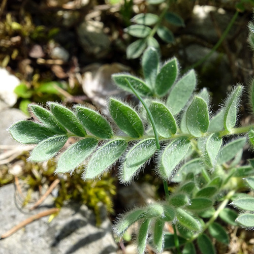 Berg-Wundklee / Anthyllis montana