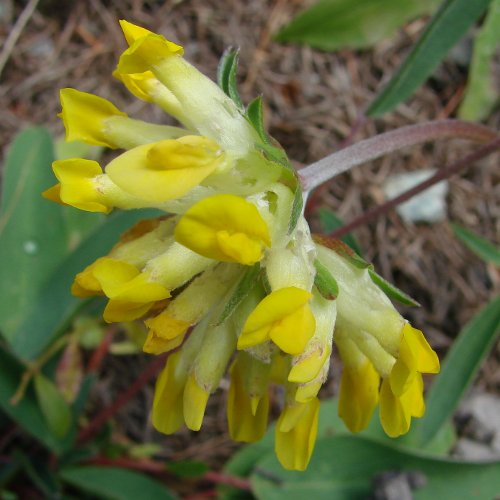 Gewöhnlicher Wundklee / Anthyllis vulneraria