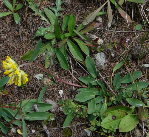 Gewöhnlicher Wundklee / Anthyllis vulneraria