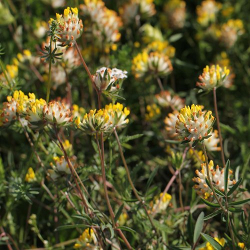 Gewöhnlicher Wundklee / Anthyllis vulneraria