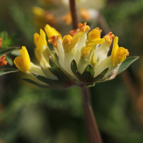 Gewöhnlicher Wundklee / Anthyllis vulneraria