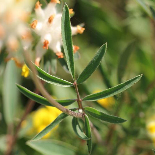 Gewöhnlicher Wundklee / Anthyllis vulneraria