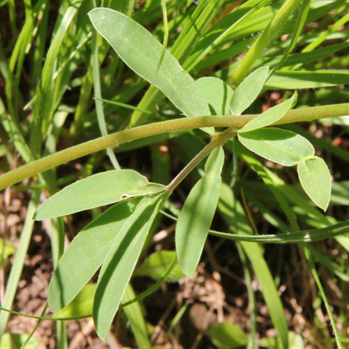 Gewöhnlicher Wundklee / Anthyllis vulneraria