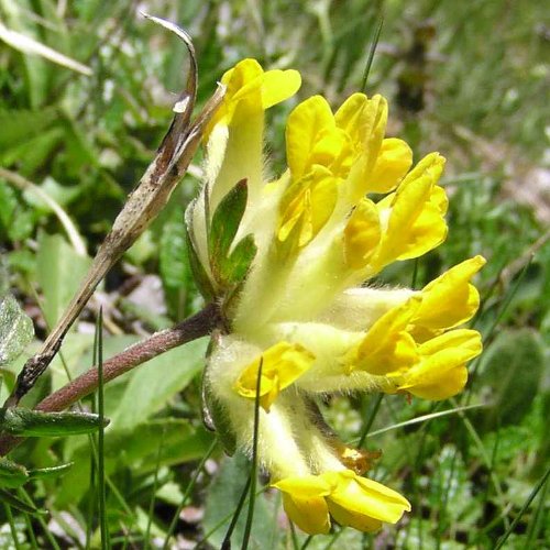 Alpen-Wundklee / Anthyllis vulneraria ssp. alpestris