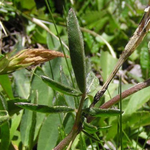 Alpen-Wundklee / Anthyllis vulneraria ssp. alpestris