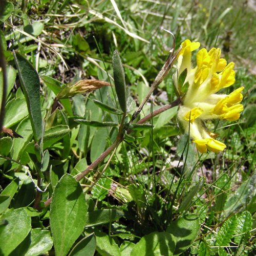 Alpen-Wundklee / Anthyllis vulneraria ssp. alpestris