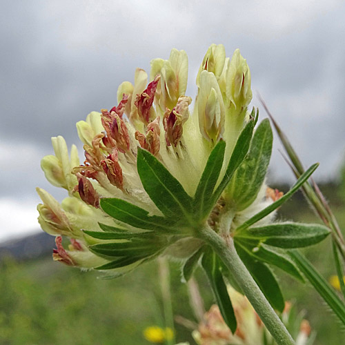 Walliser Wundklee / Anthyllis vulneraria ssp. valesiaca