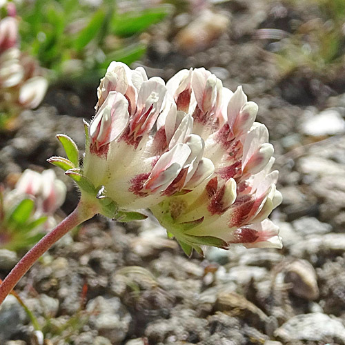 Walliser Wundklee / Anthyllis vulneraria ssp. valesiaca