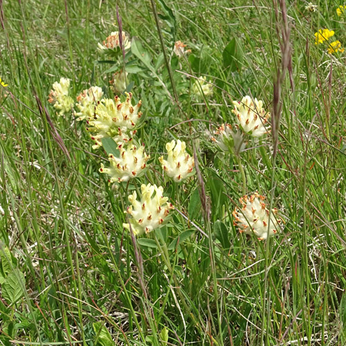 Walliser Wundklee / Anthyllis vulneraria ssp. valesiaca