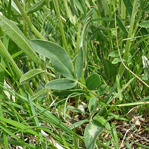 Walliser Wundklee / Anthyllis vulneraria ssp. valesiaca