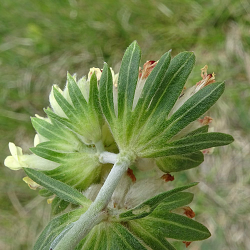 Walliser Wundklee / Anthyllis vulneraria ssp. valesiaca