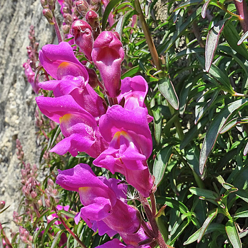 Garten-Löwenmaul / Antirrhinum majus