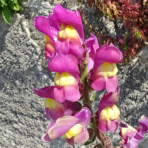 Garten-Löwenmaul / Antirrhinum majus