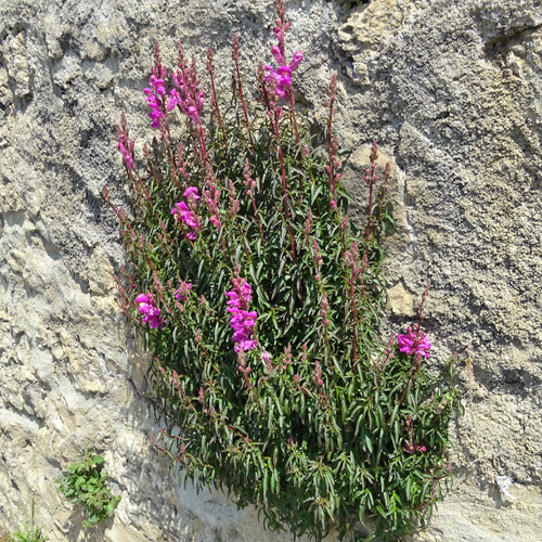 Garten-Löwenmaul / Antirrhinum majus