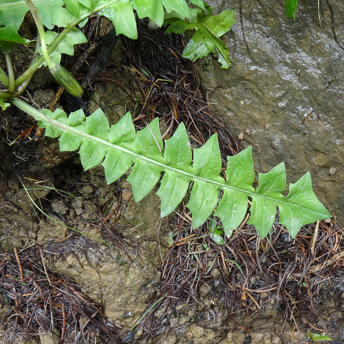 Hainlattich / Aposeris foetida