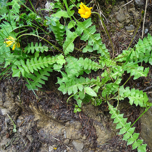 Hainlattich / Aposeris foetida