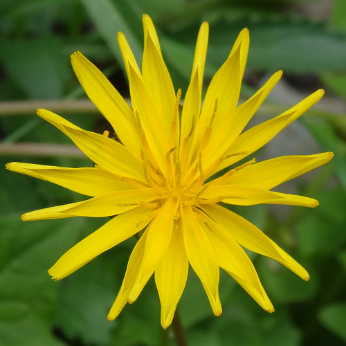 Hainlattich / Aposeris foetida