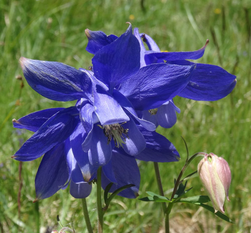 Alpen-Akelei / Aquilegia alpina