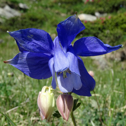 Alpen-Akelei / Aquilegia alpina