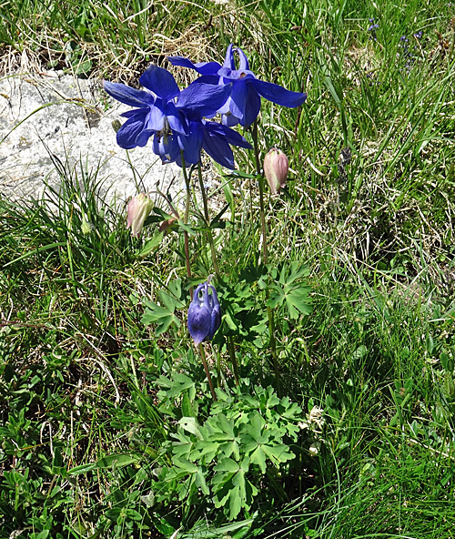 Alpen-Akelei / Aquilegia alpina