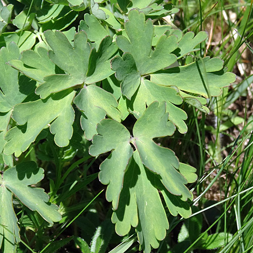 Alpen-Akelei / Aquilegia alpina