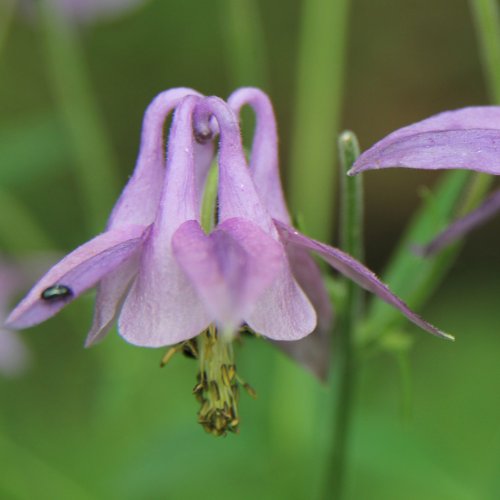 Dunkle Akelei / Aquilegia atrata