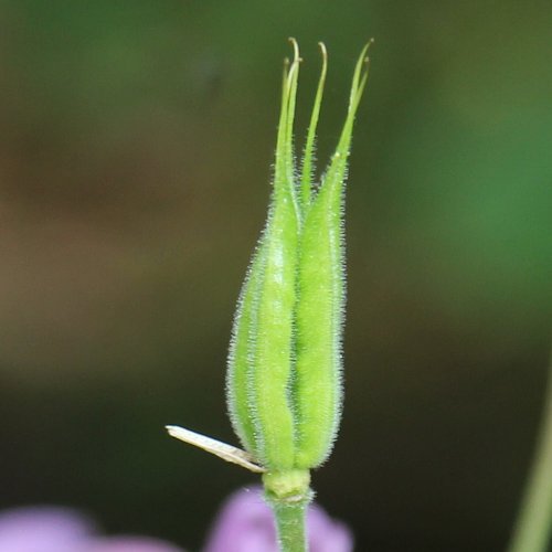 Dunkle Akelei / Aquilegia atrata