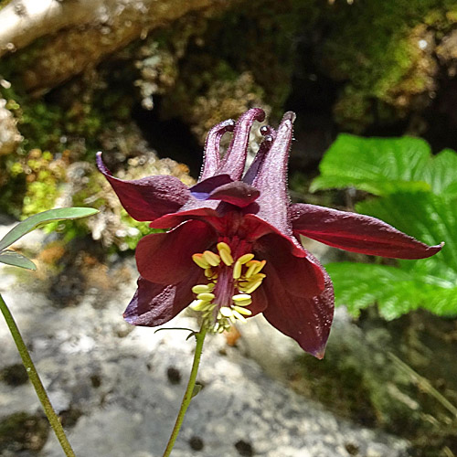 Dunkle Akelei / Aquilegia atrata