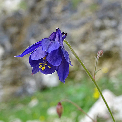 Einseles Akelei / Aquilegia einseleana