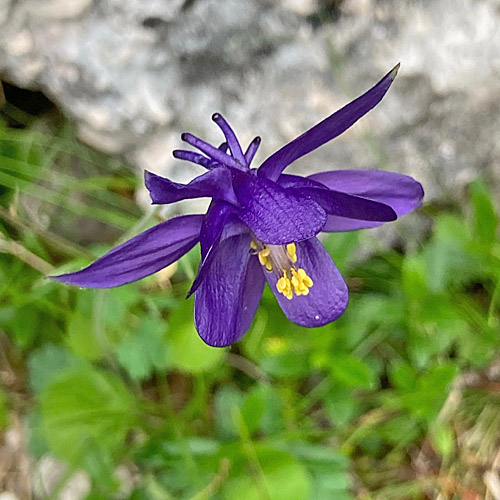 Einseles Akelei / Aquilegia einseleana