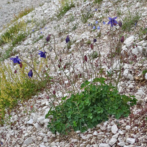 Einseles Akelei / Aquilegia einseleana