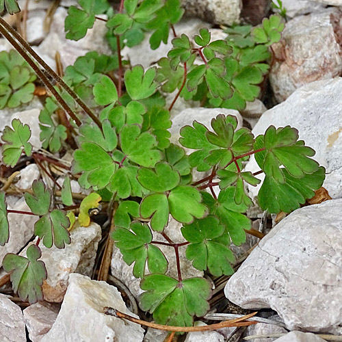 Einseles Akelei / Aquilegia einseleana