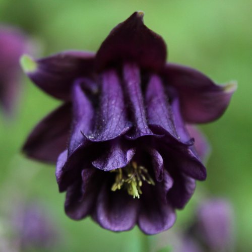 Gemeine Akelei / Aquilegia vulgaris