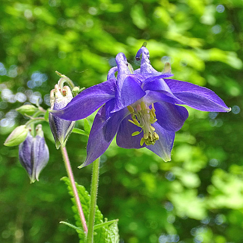 Gemeine Akelei / Aquilegia vulgaris