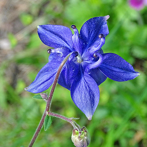 Gemeine Akelei / Aquilegia vulgaris