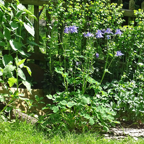 Gemeine Akelei / Aquilegia vulgaris