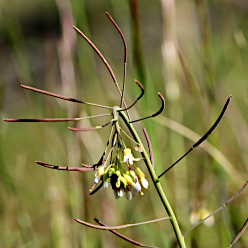 Schotenkresse / Arabidopsis thaliana